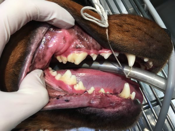 dog getting yellow teeth