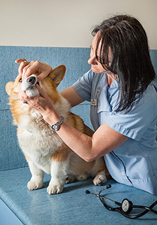 Dog vaccination mount waverley