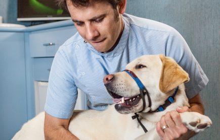 Waverley Animal Hospital Rehab Therapy