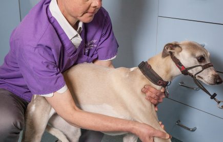 Vets Mount Waverley Rehabilitation